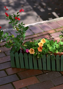 Small pot plant with wooden fence. photo