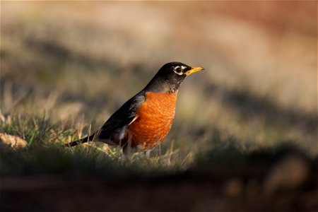 Some early migrants, returning for Spring