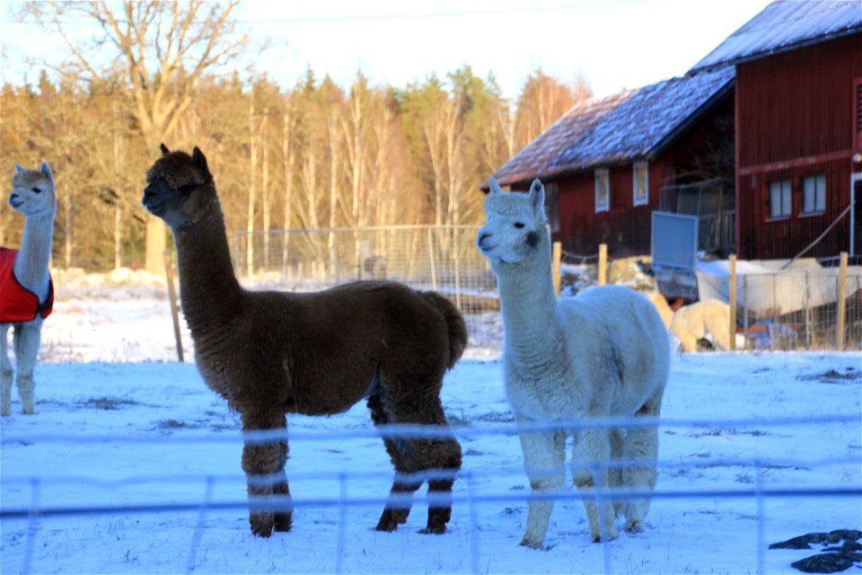 Alpaca