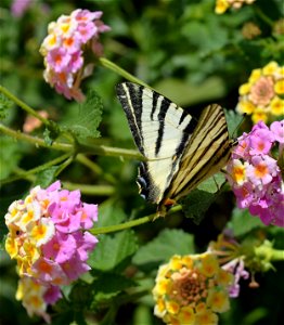 Scarce Swallowtail photo