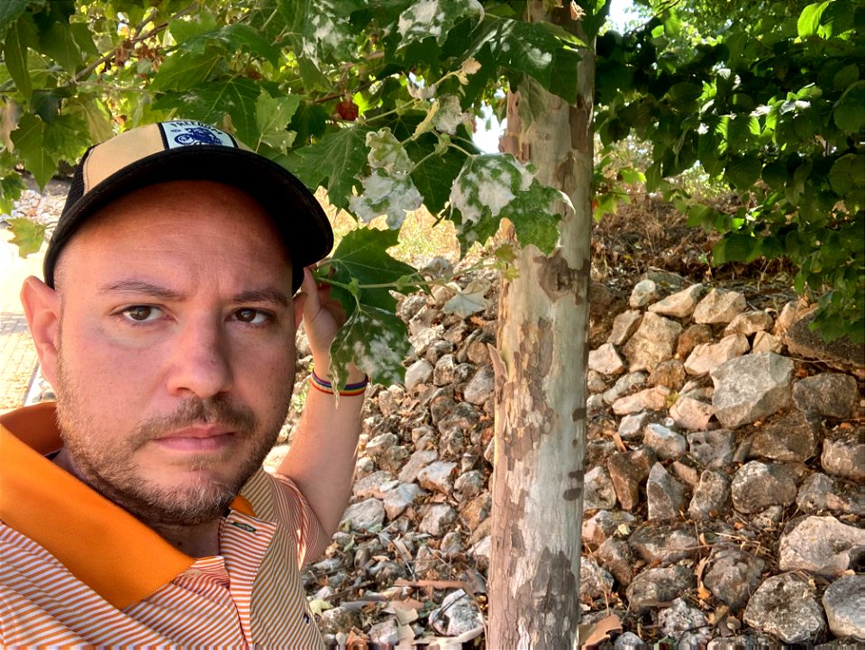 Juli Amadeu Àrias junto a uno de los 2000 plátanos de sombra enfermos del municipio