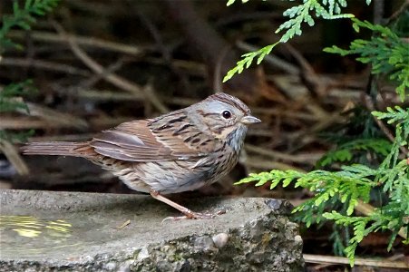 Lincoln Sparrow