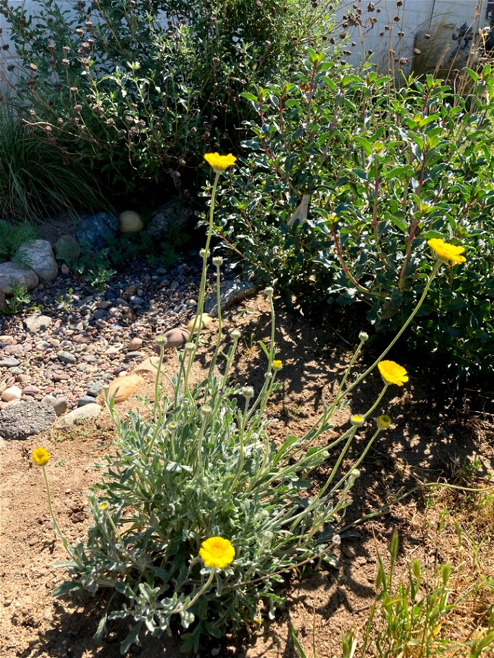 Baileya_multiradiata-1