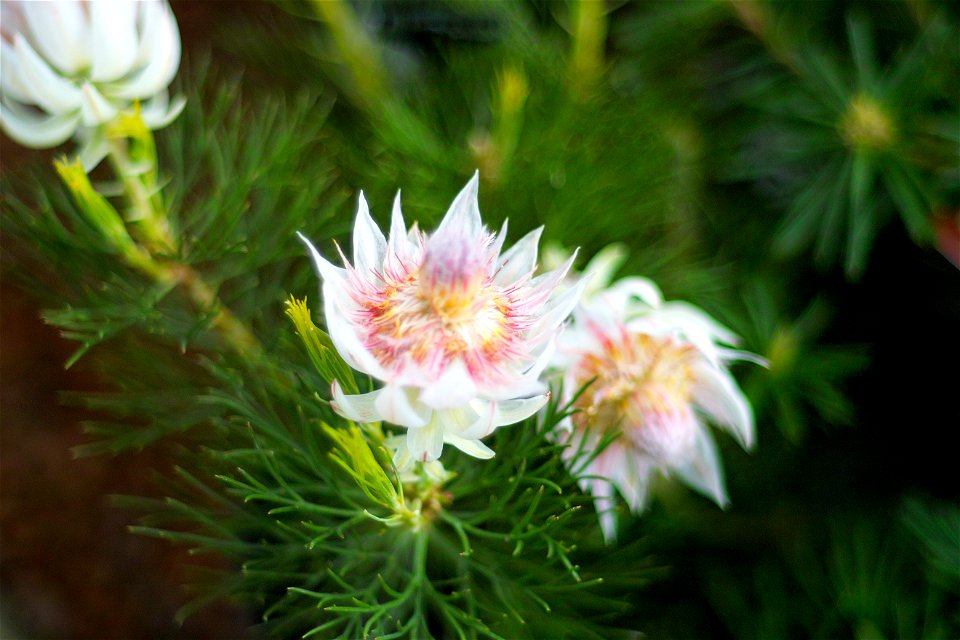 Australian Native Flowers