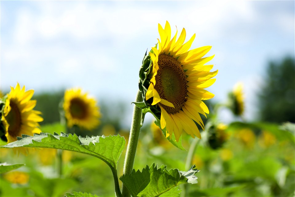 Maryland Sunflowers