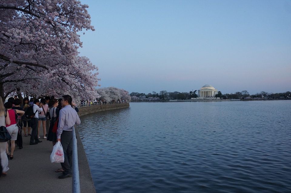 Cherry Blossom Night Tours in Washington DC