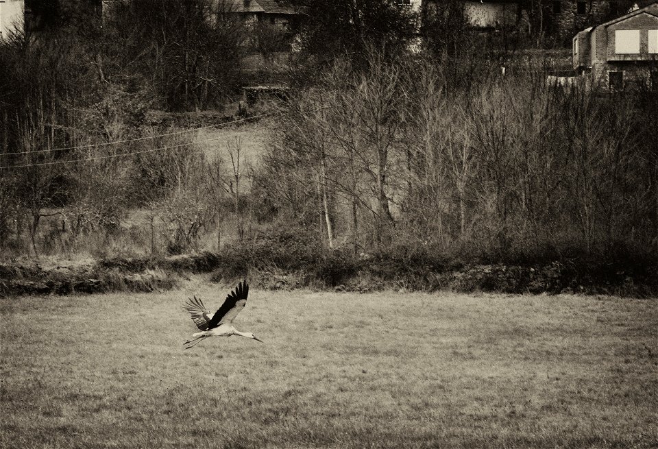 Un invierno de soledad -  A lonely winter.