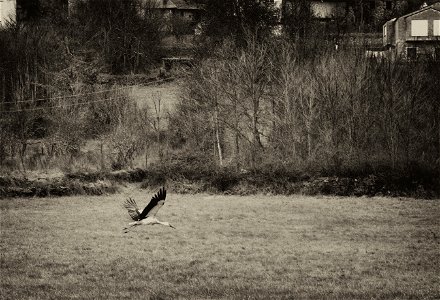 Un invierno de soledad -  A lonely winter.