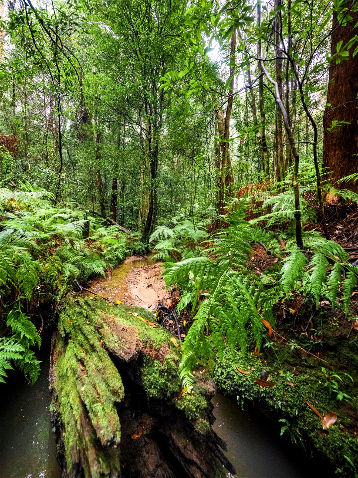 Birdwood Gully (Springwood) - The Blue Mountains Australia