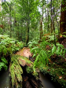 Birdwood Gully (Springwood) - The Blue Mountains Australia