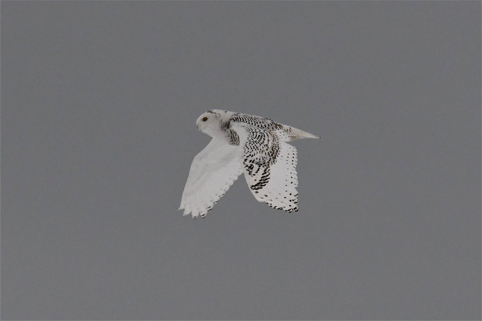 DSC_0182  Snowy Owl in flight