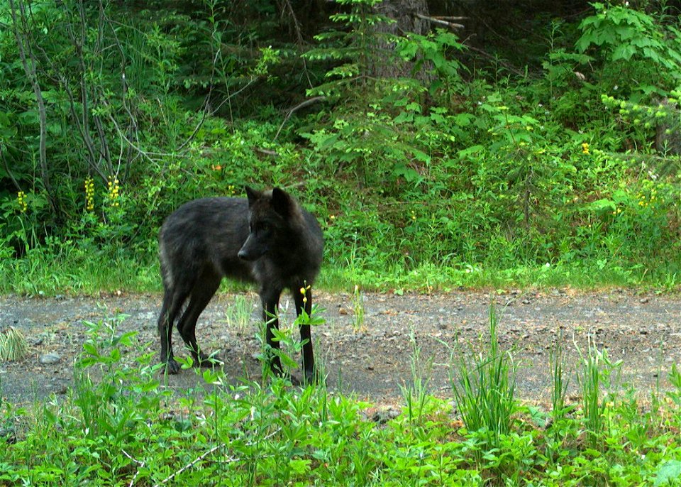 210630 Ruckel Ridge yrlng