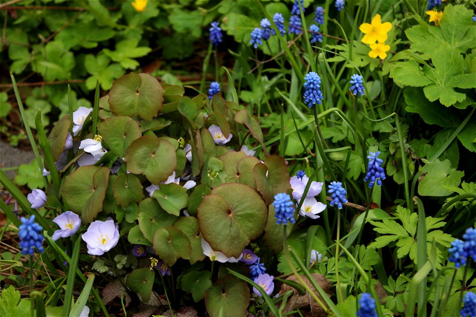 Flower Garden