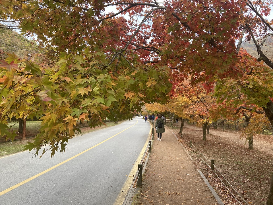 Fall Foliage Naejangsan National Park