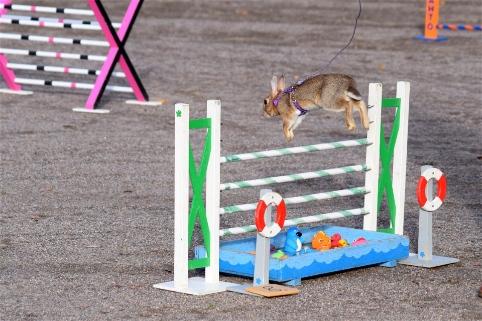 Bunnyjump