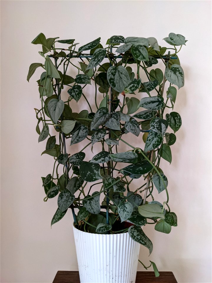 Scindapsus pictus (satin pothos) 1