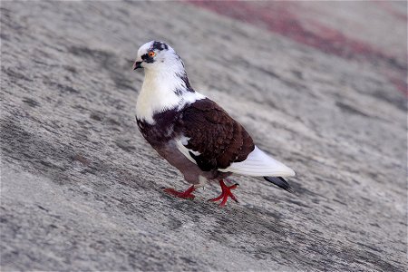 aves lertutxe_2020-11-11_390-1