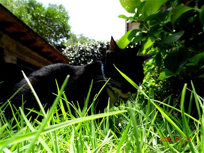 Cat in Grass photo