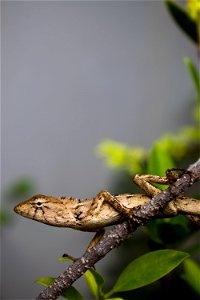 gecko model photo