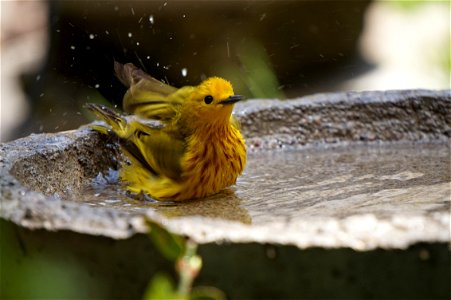 Yellow Warbler | Male