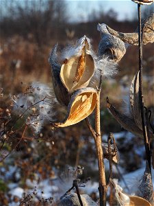 Bronte Park Milkweed late afternnon sun 20181120_16253757_.jpg