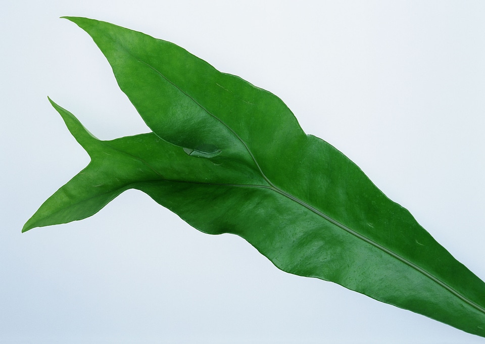 green leaf on white background