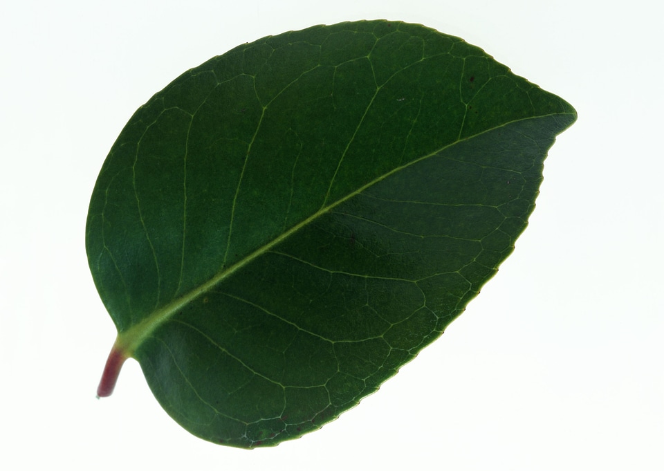 Dark green leaf isolated on white
