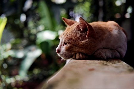 Lost in Thought