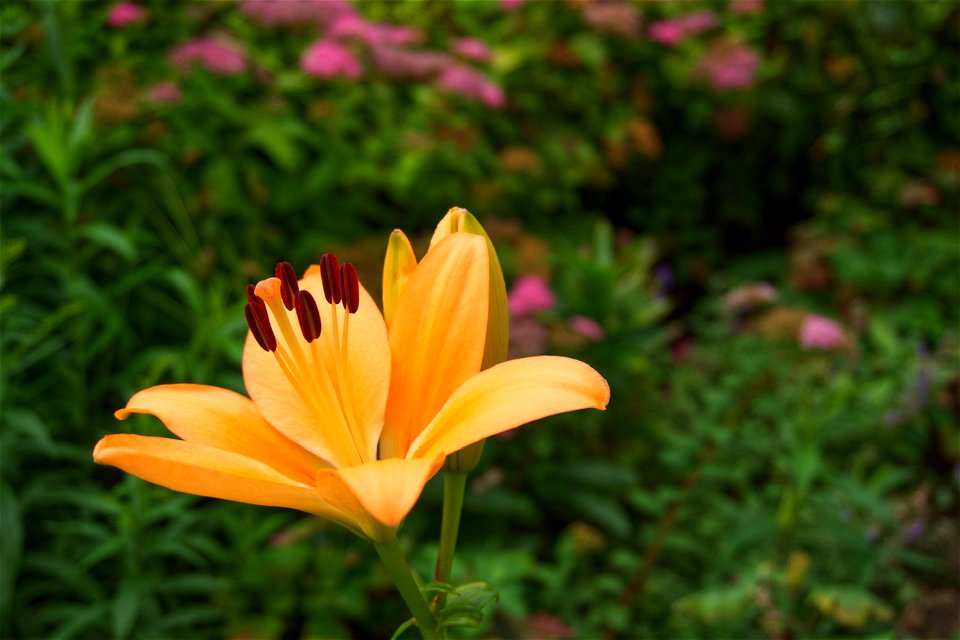 lily