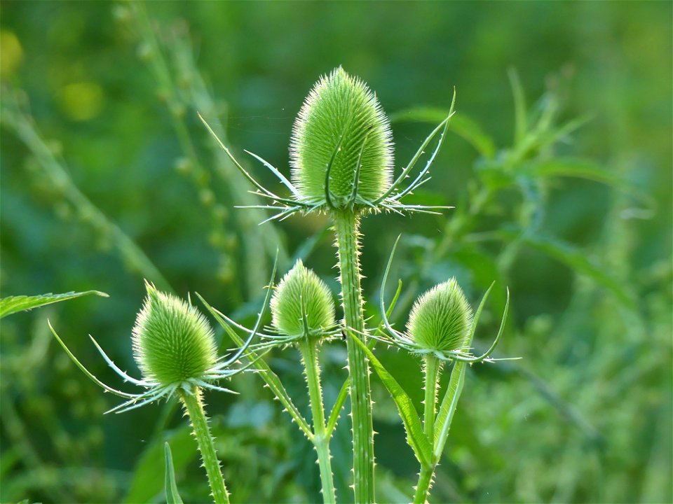 Camaïeu de vert