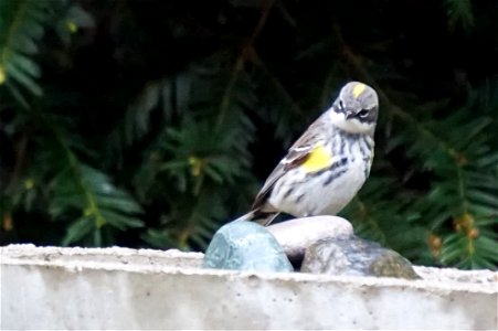 Yellow-rumped Warbler | Female photo