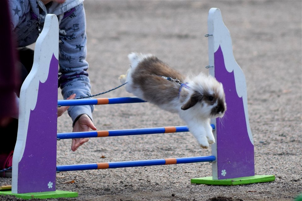 Bunnyjump