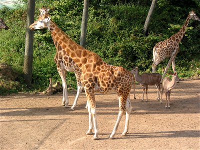 Burgers' Zoo