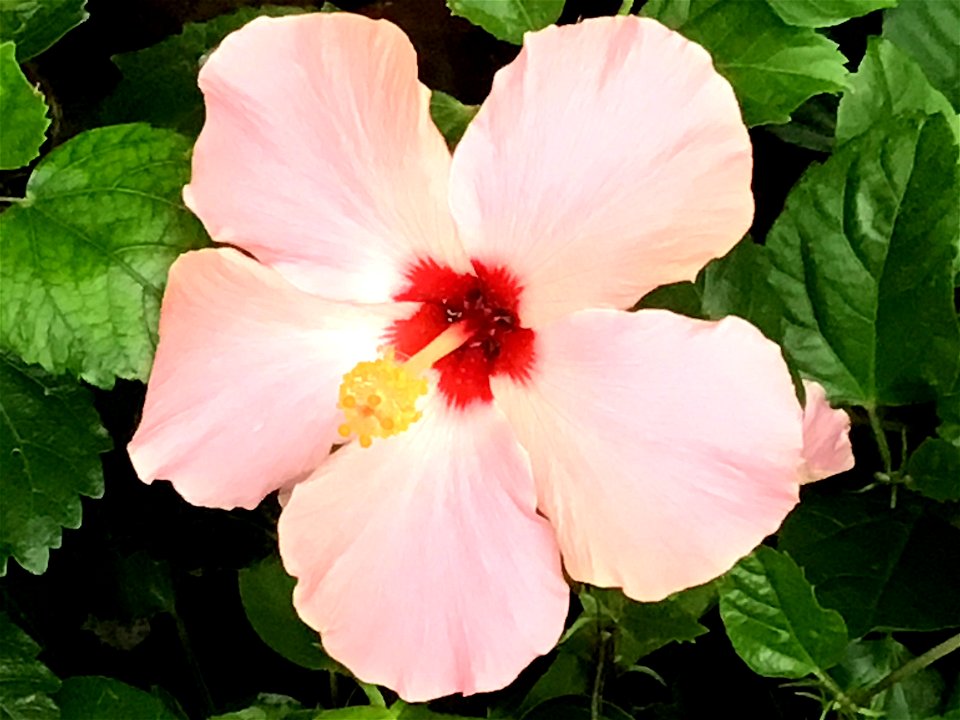Pink Hibiscus