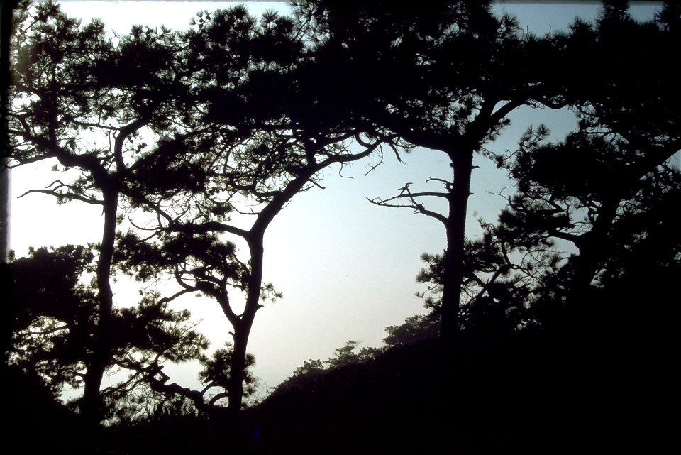 1975-12-CALI-TorreyPines