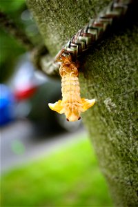 Ohio cicadas return 2016