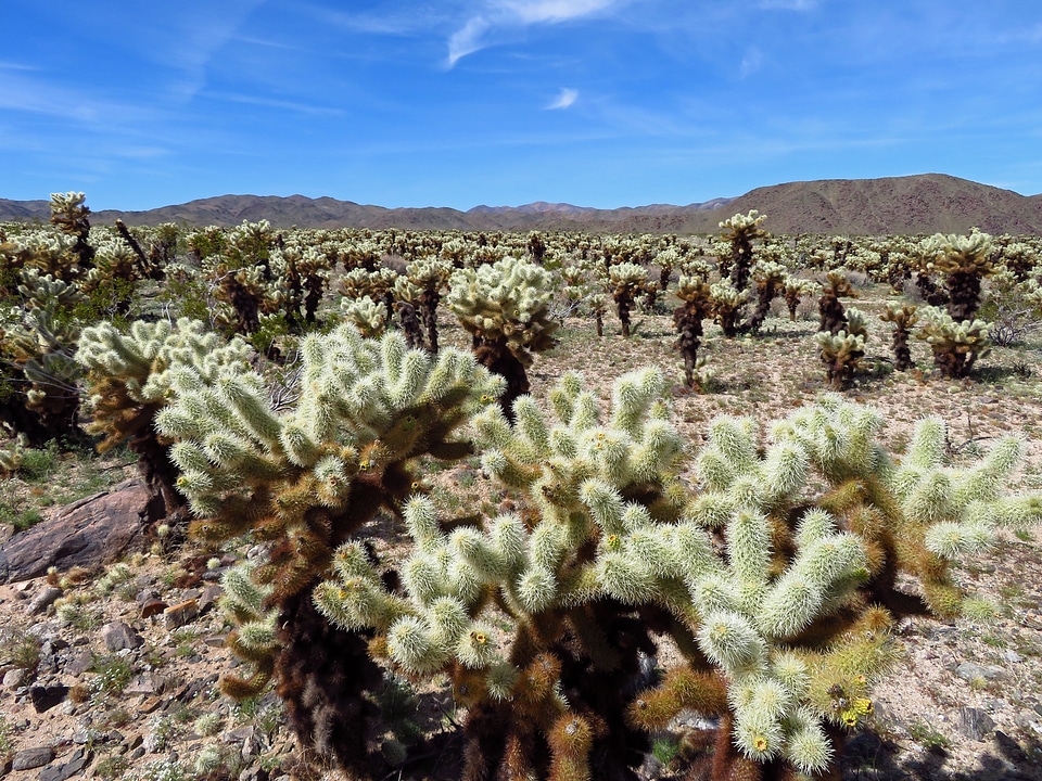 Joshua Tree National Park in California