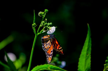 Mariposa