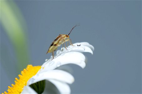 Bug on a flower photo