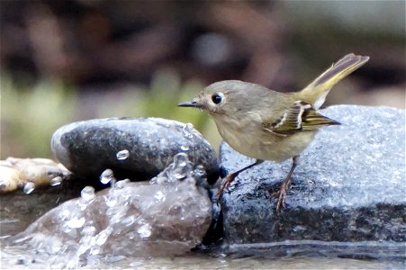 Ruby-crowned Kinglet
