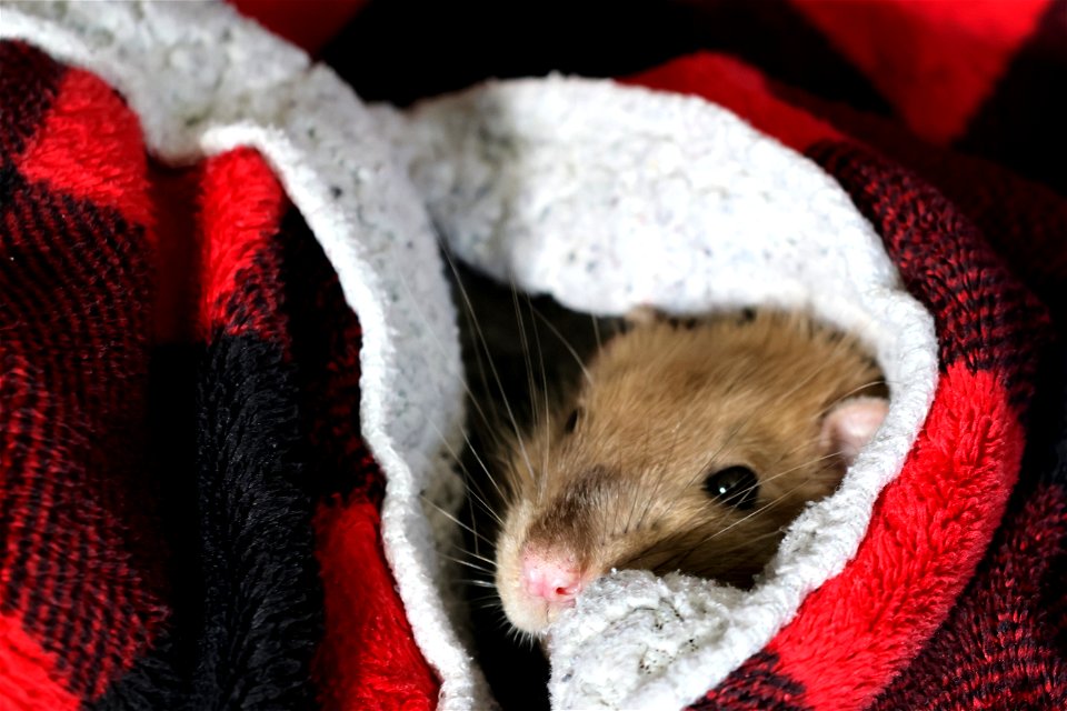 Bippo cozy in his blanket.