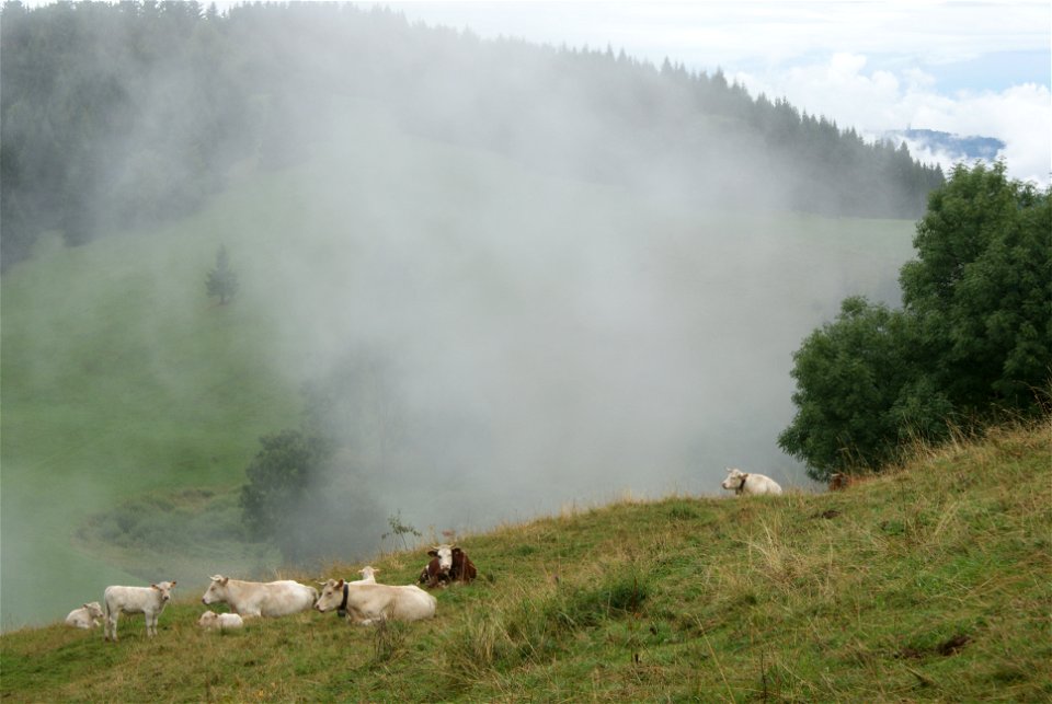 vallée d'abondance