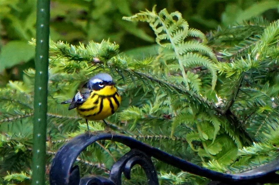 Magnolia Warbler | Male photo