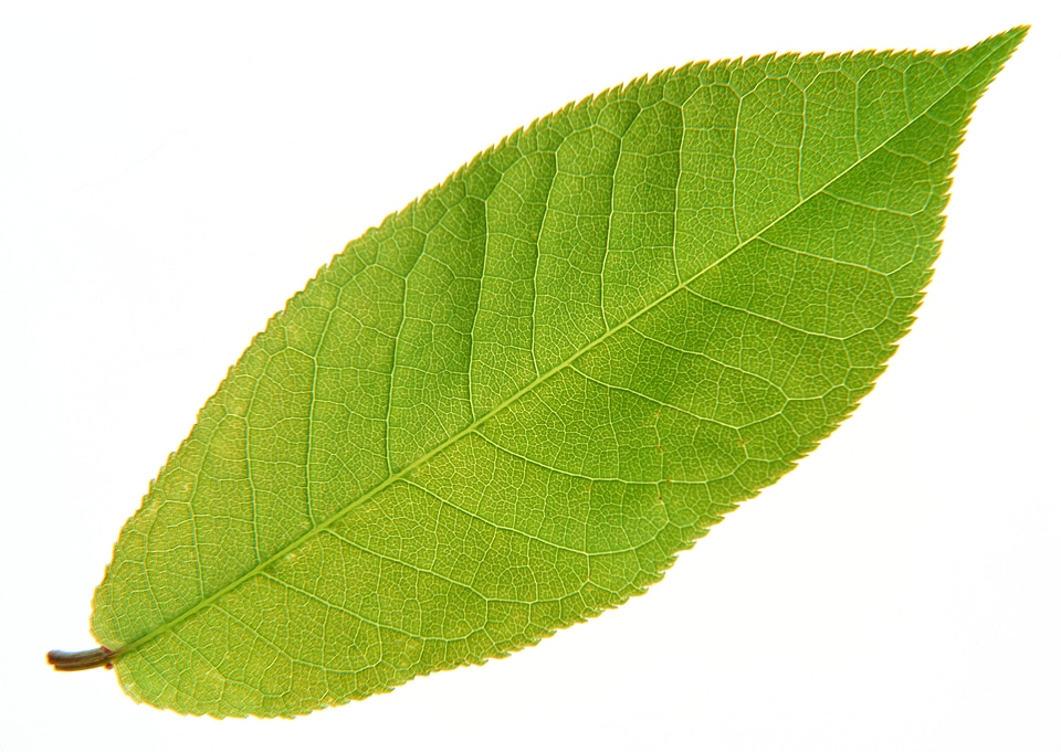 Green leaf with red stem. Isolated on white background.