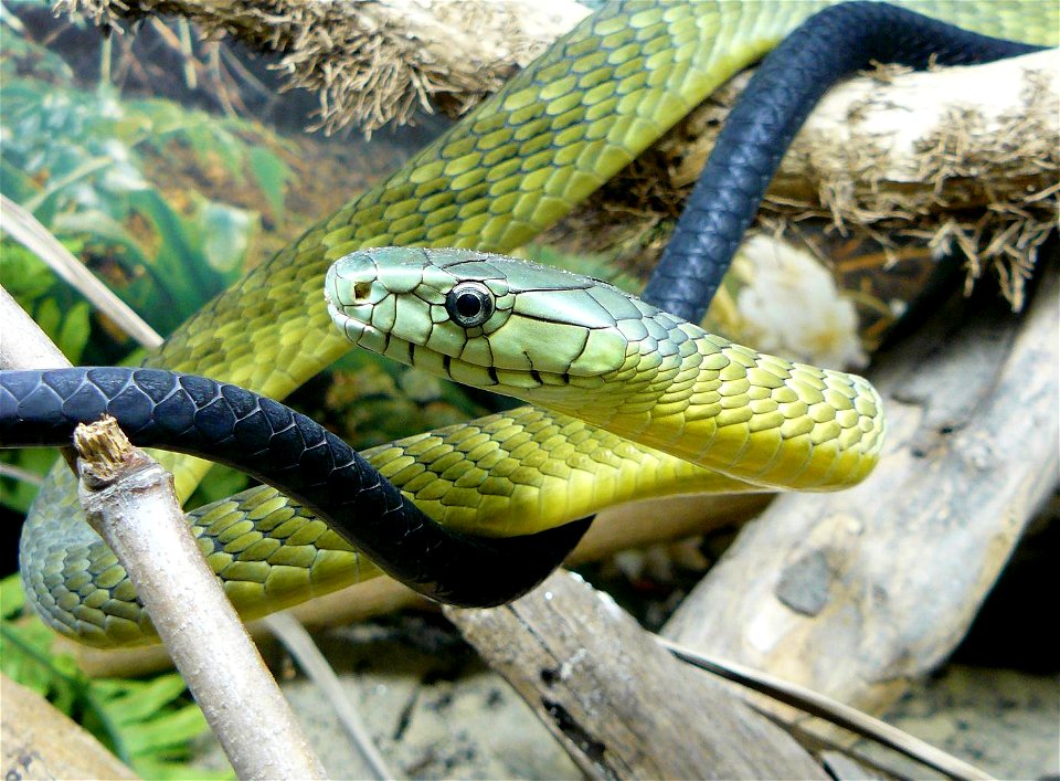Black-tailed Jameson's Mamba