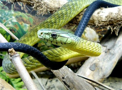 Black-tailed Jameson's Mamba