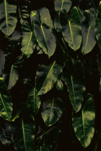 Philodendron Imbe