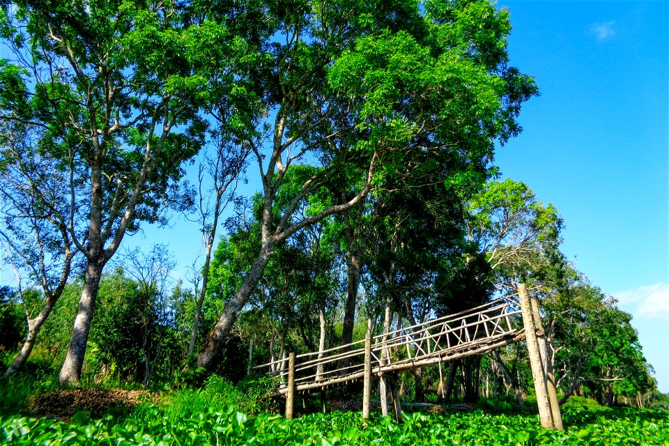 Woods and a bridge in Lung Ngoc Hoang