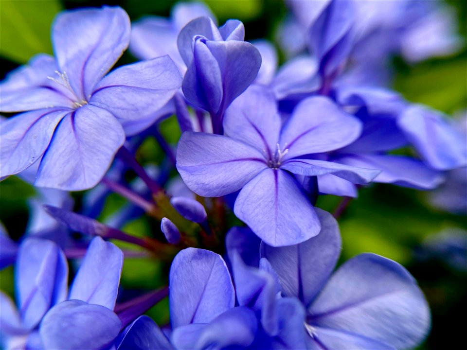 Cape leadwort, Bangkok Butterfly Garden and Insectarium