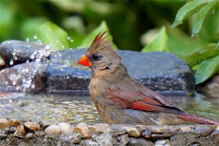 Northern Cardinal | Female photo